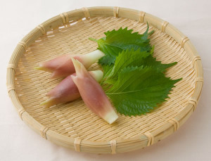 今月の旬の食材 みょうが、大葉
