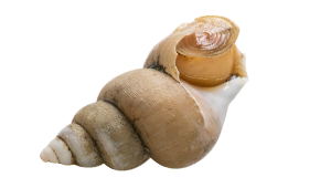 ばい貝