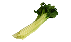 カイワレ大根