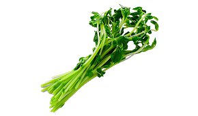 豆苗